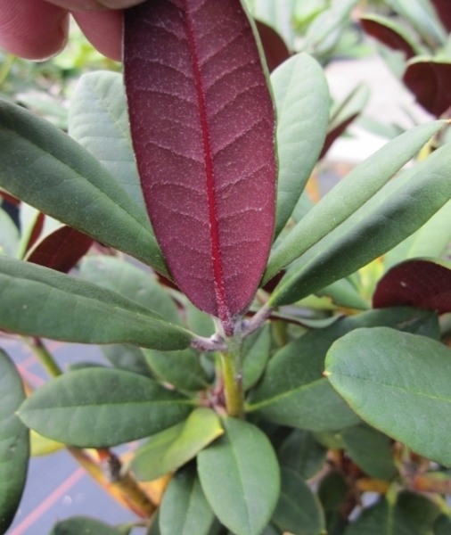 Rhododendron neriiflorum Burletta3